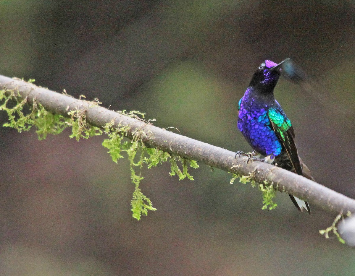 kolibřík hyacintový - ML401056021