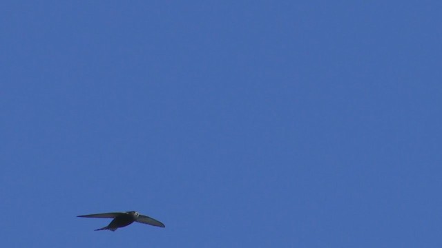 Common Swift - ML401056201