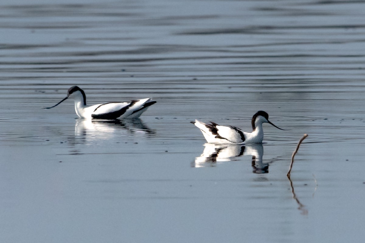 Avocette élégante - ML401057401