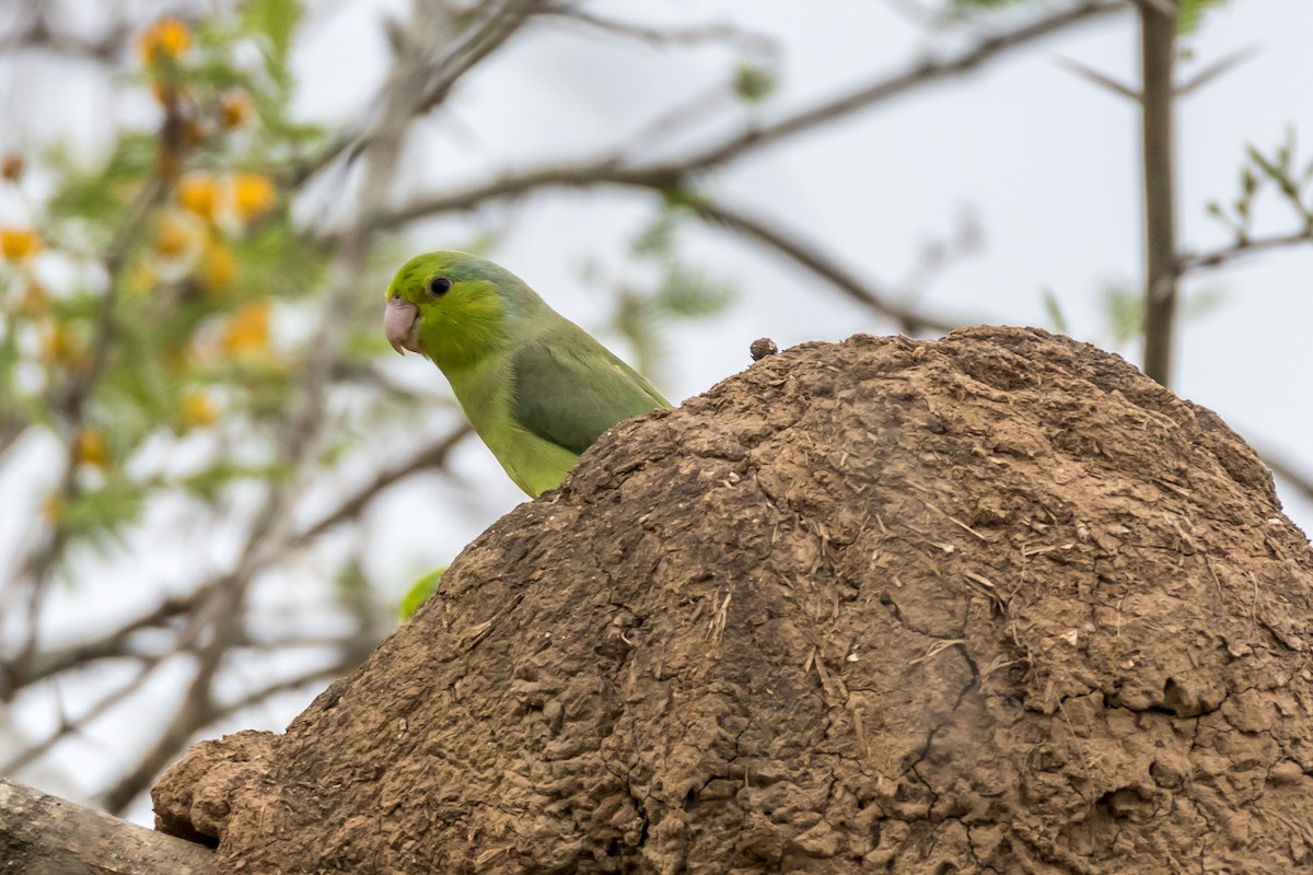 Pacific Parrotlet - ML40105851