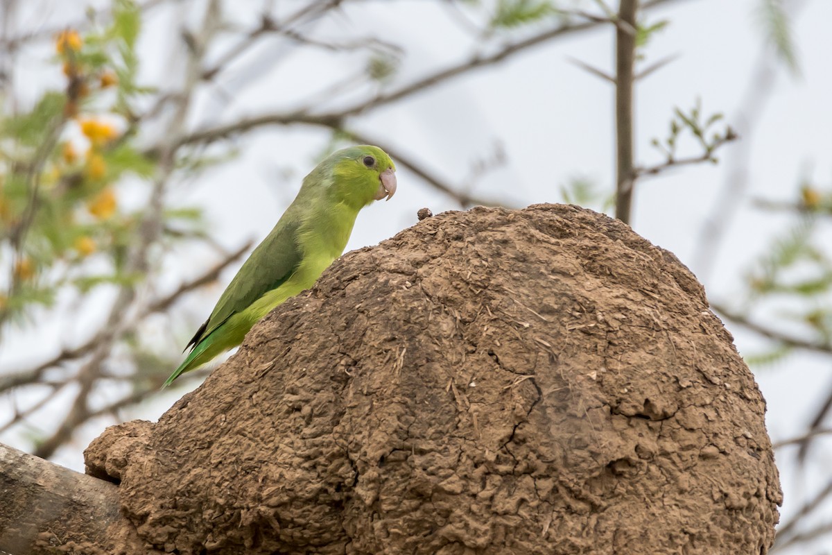 Pacific Parrotlet - ML40105881