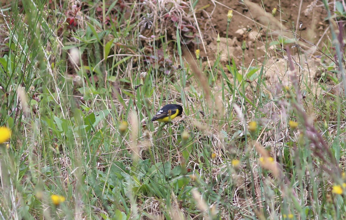 Lesser Goldfinch - ML401059101