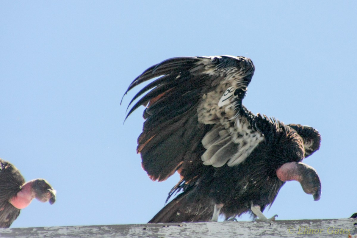 Condor de Californie - ML40105991