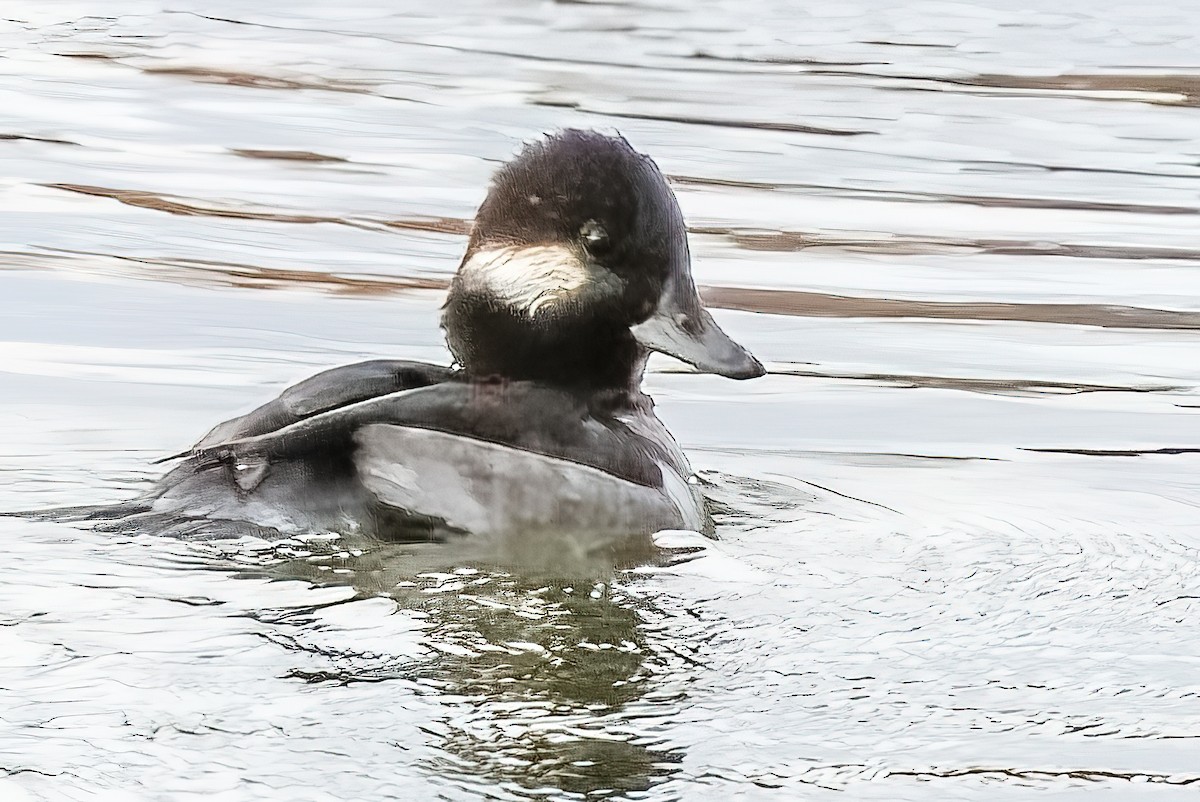 Bufflehead - ML401060401