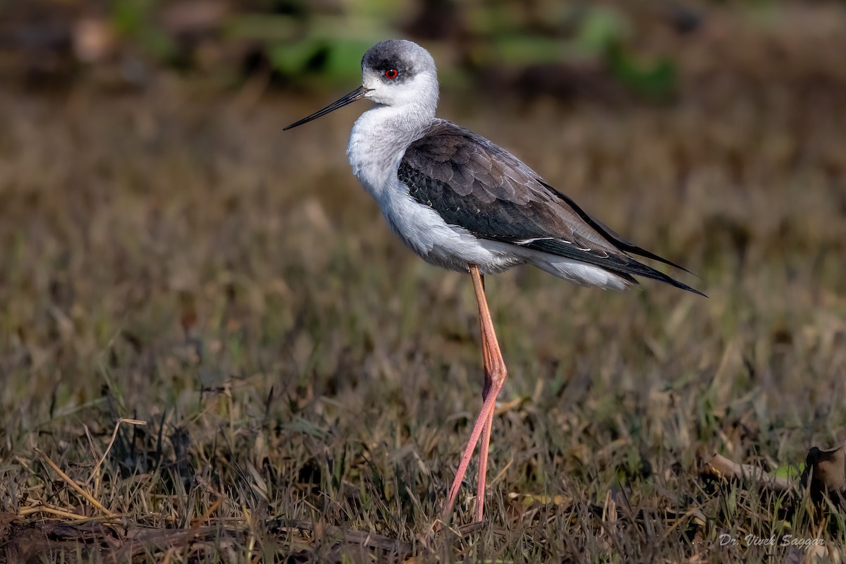 Black-winged Stilt - Vivek Saggar