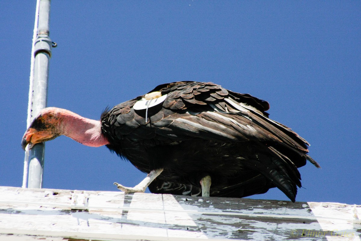 California Condor - ML40106121