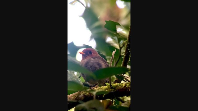 Hooded Antpitta - ML401061251