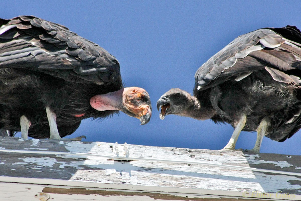 Condor de Californie - ML40106131