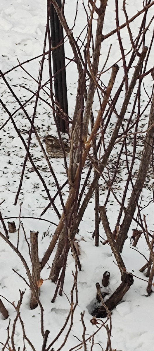 Purple Finch - Trenton Haffley