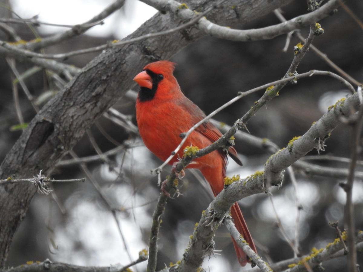 Cardinal rouge - ML401062401