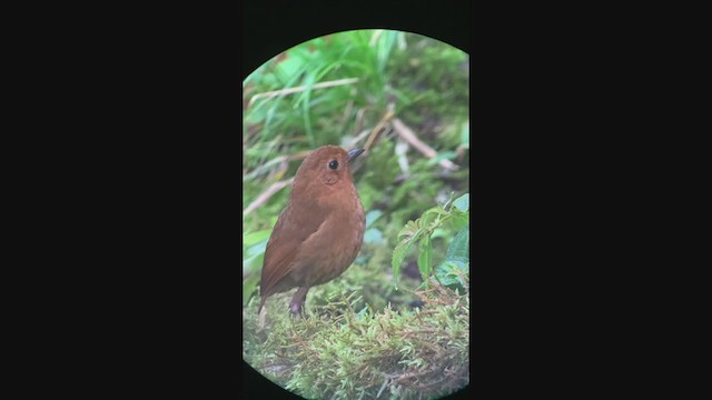 Equatorial Antpitta - ML401062561