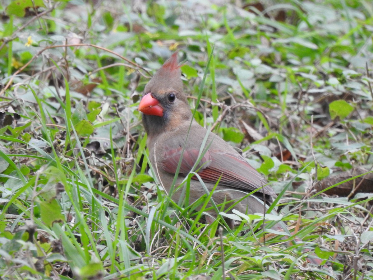 Northern Cardinal - ML401062631