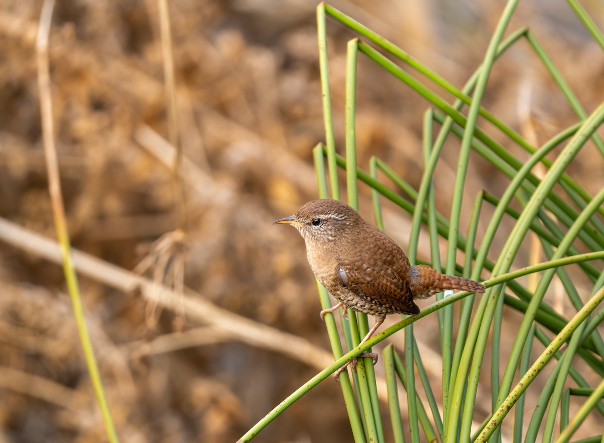 Chochín Paleártico - ML401063381