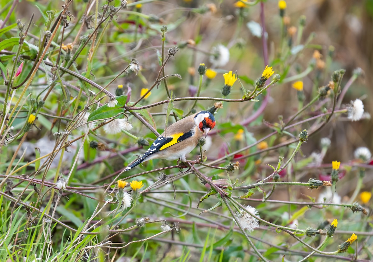 European Goldfinch - ML401063571