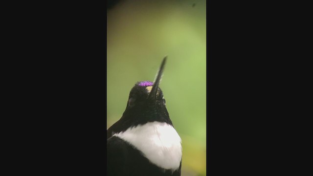 Violettscheitelkolibri - ML401063901