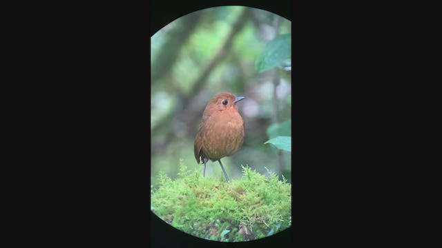 Equatorial Antpitta - ML401064601