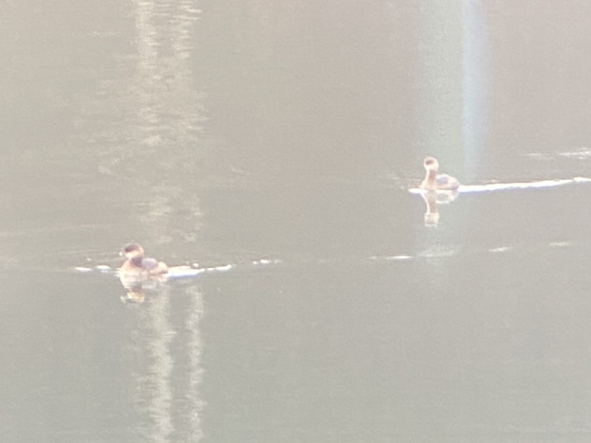 Pied-billed Grebe - Asher Higgins