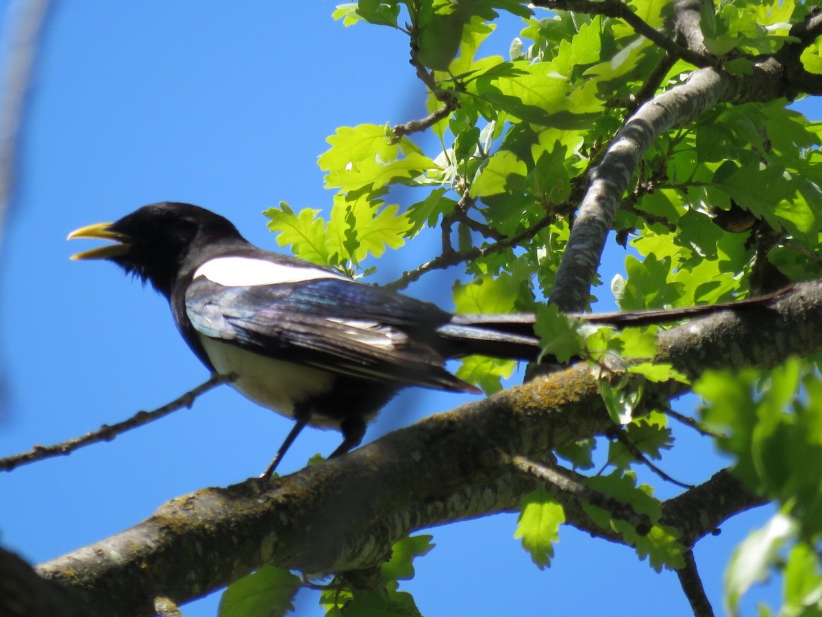 Yellow-billed Magpie - Jennifer Cole
