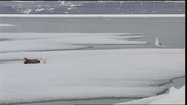 Glaucous Gull - ML401068