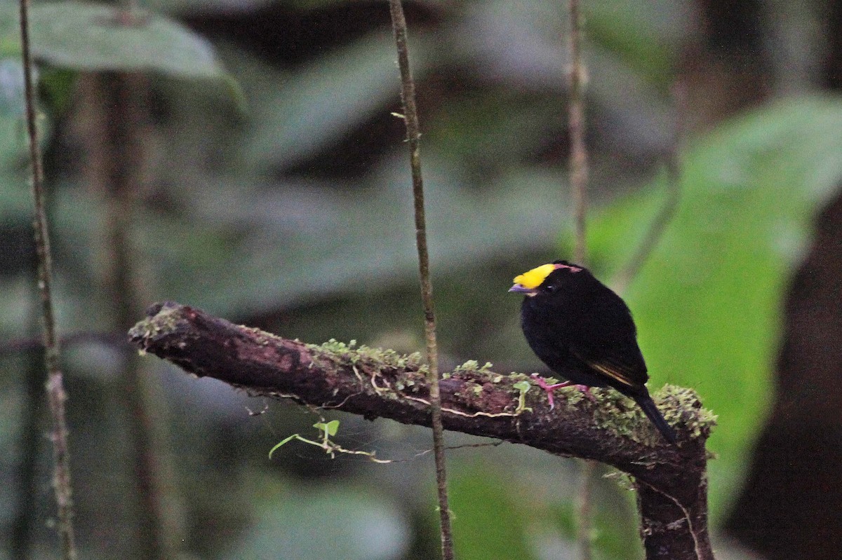 Golden-winged Manakin - ML401068031