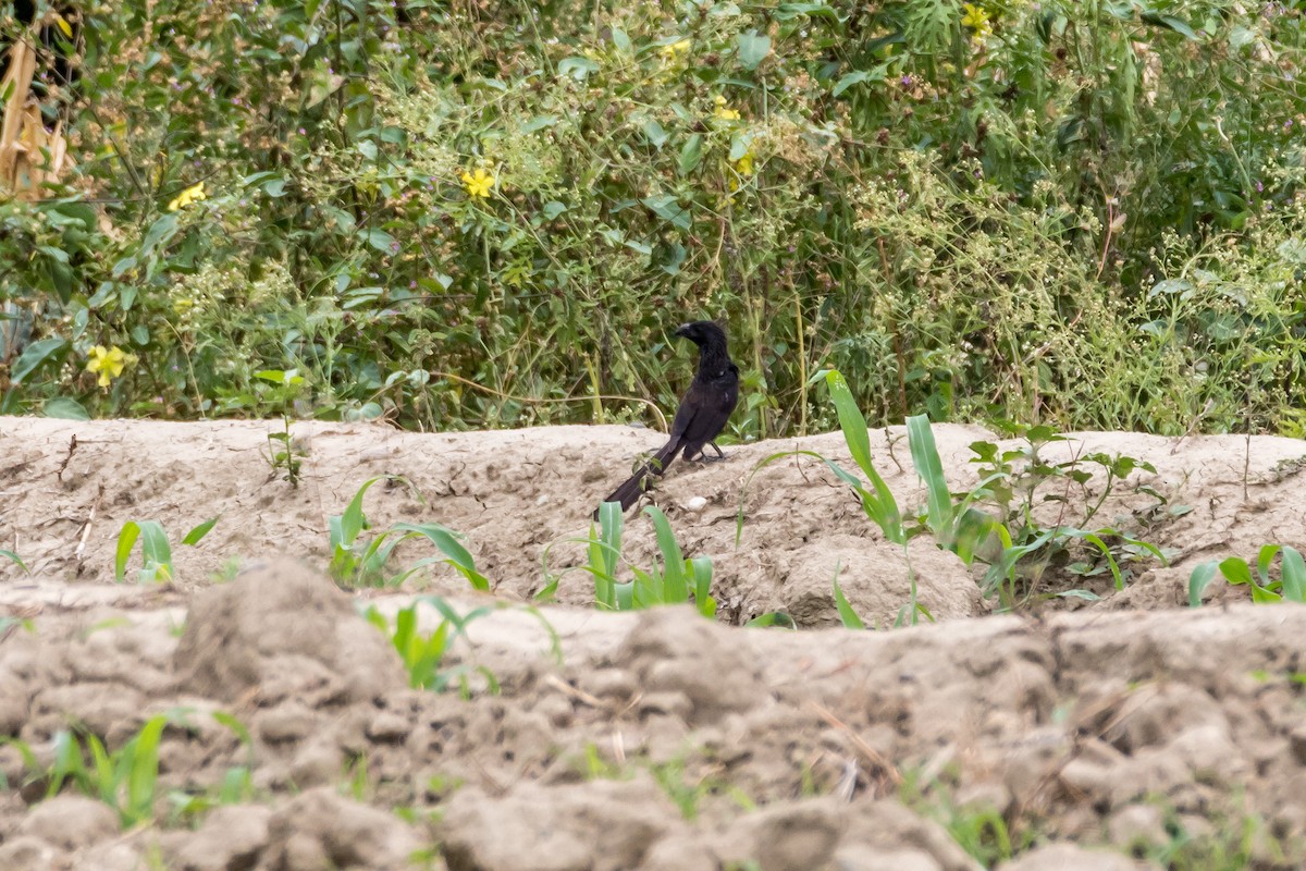 Groove-billed Ani - ML40106871