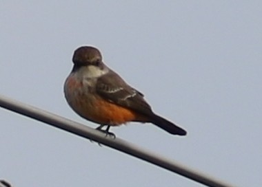 Vermilion Flycatcher - ML40106931