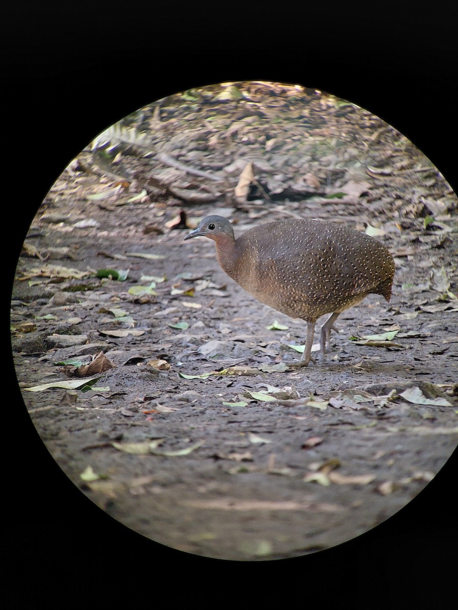 Tinamou de Bonaparte - ML401070261