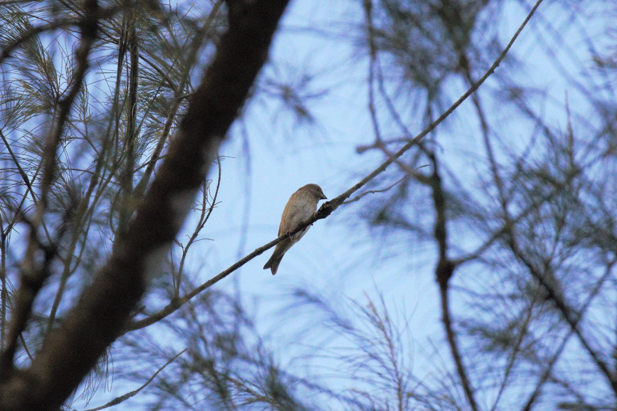 Common Rosefinch - ML401070621