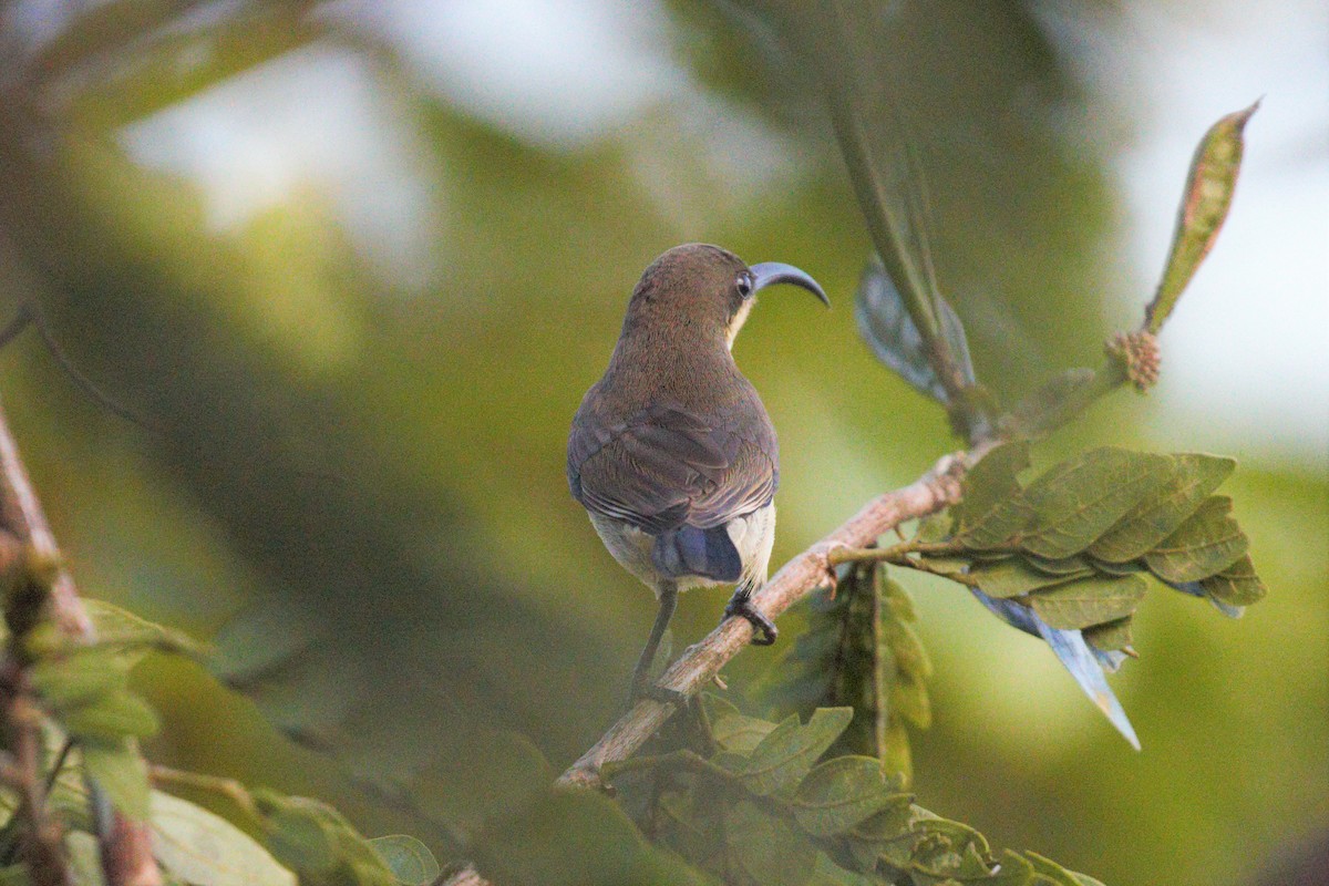 Little Spiderhunter - ML401070681