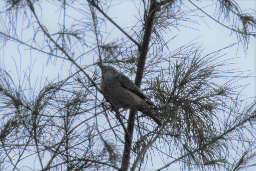 Malabar Starling - ML401070831