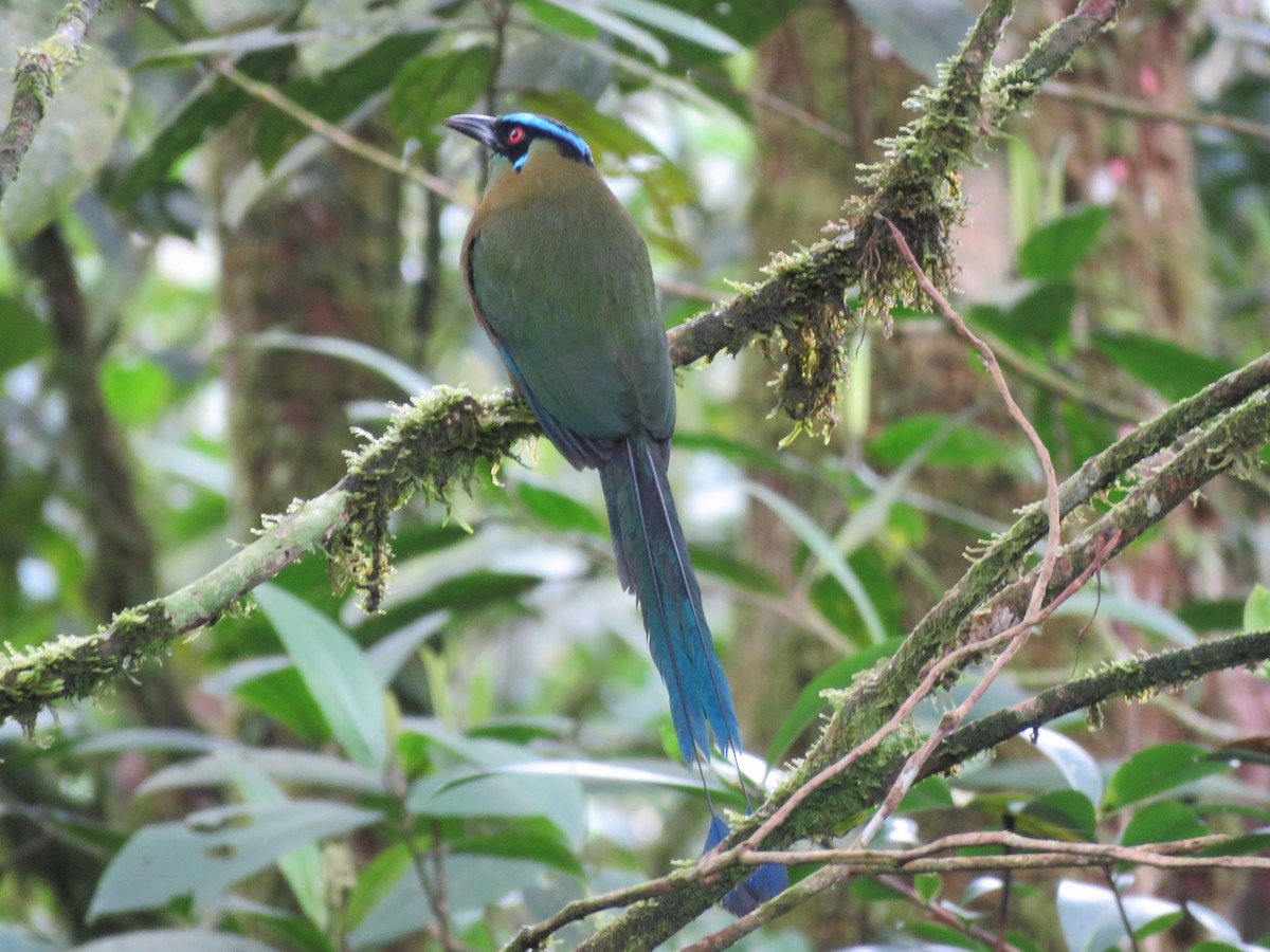 Hochlandmotmot - ML401072231