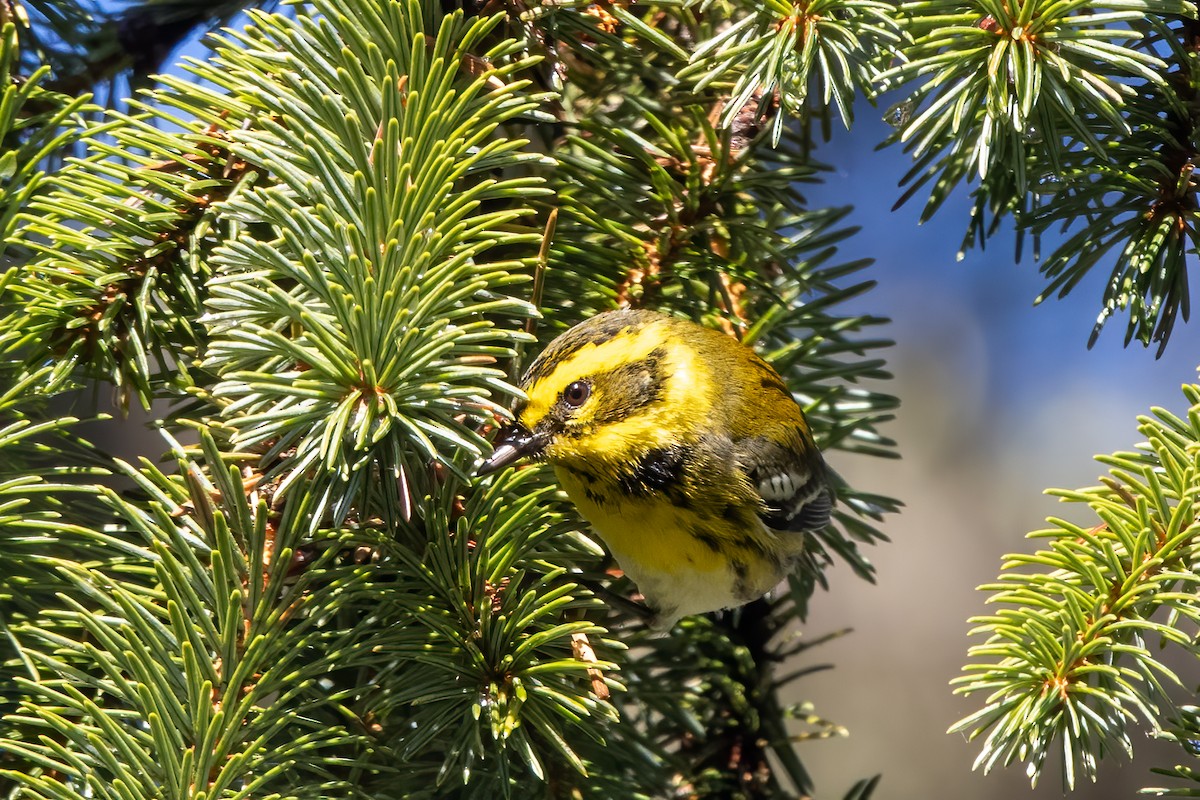 Townsend's Warbler - Kalpesh Krishna