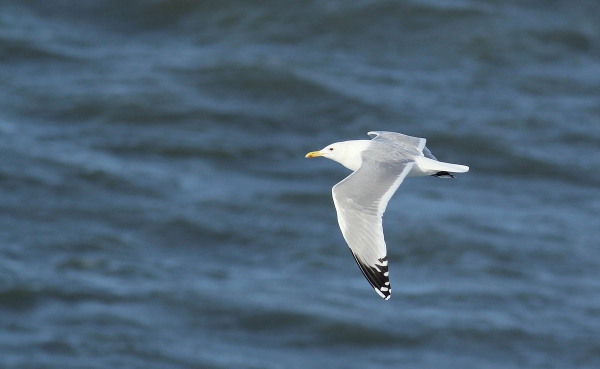 Caspian Gull - Adrien Mauss