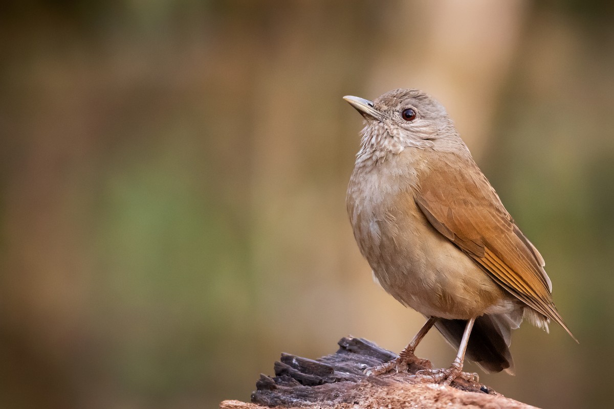 Pale-breasted Thrush - ML401073581