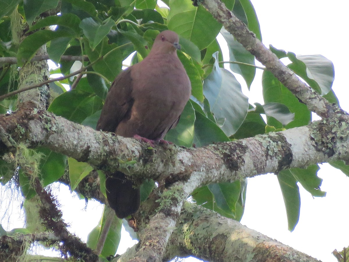 Ruddy Pigeon - ML401075191