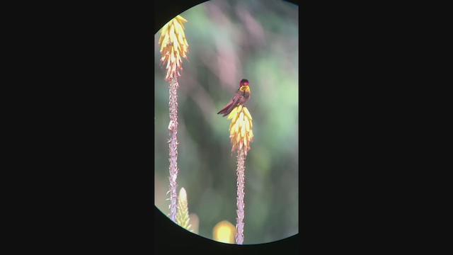 Ruby-topaz Hummingbird - ML401075591