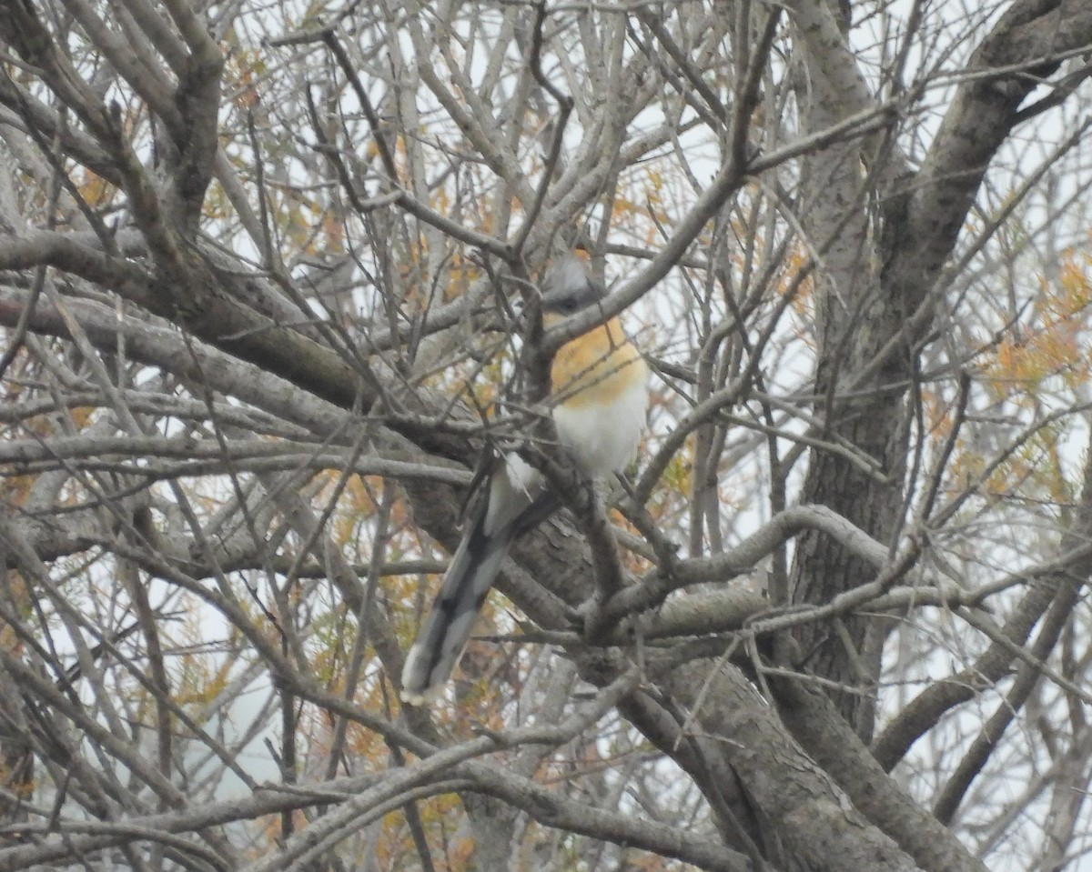 Great Spotted Cuckoo - ML401075771