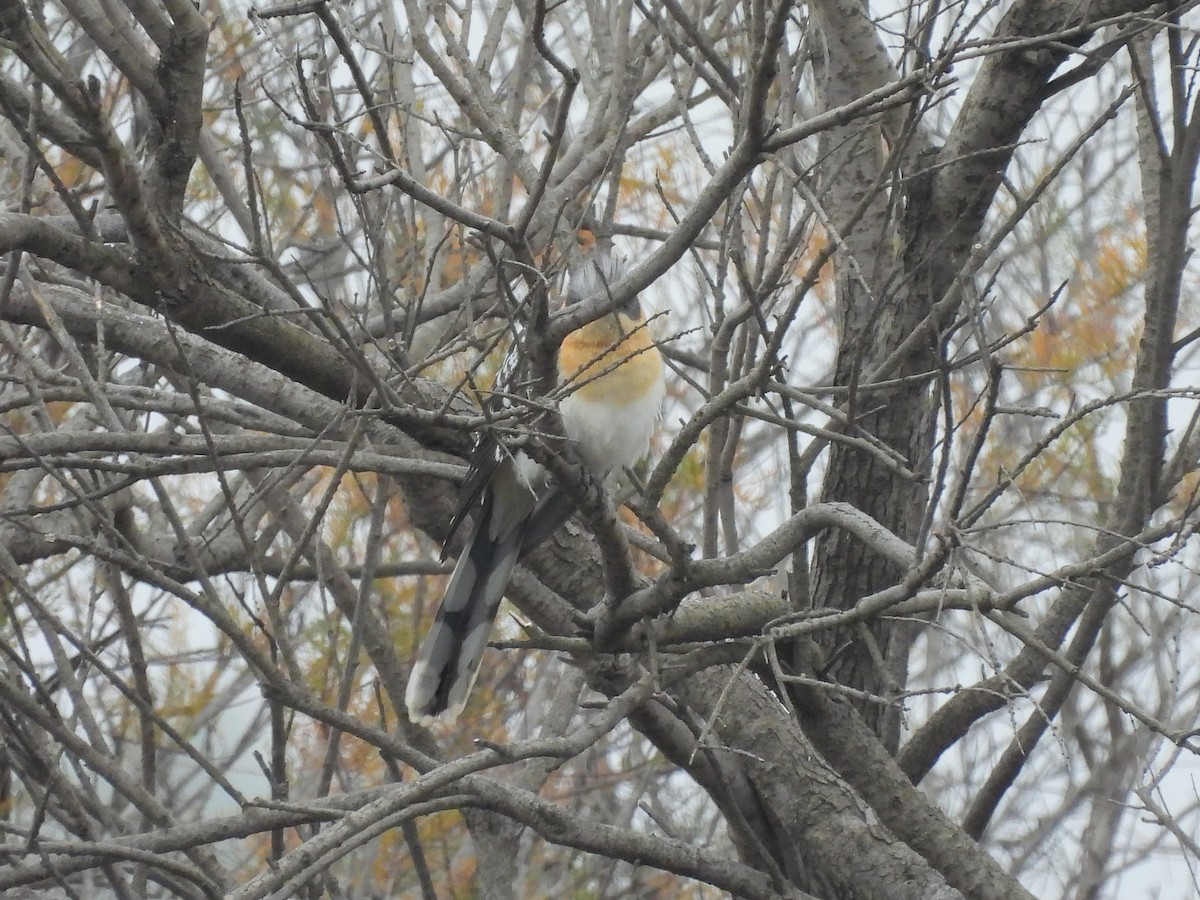 Great Spotted Cuckoo - ML401075861