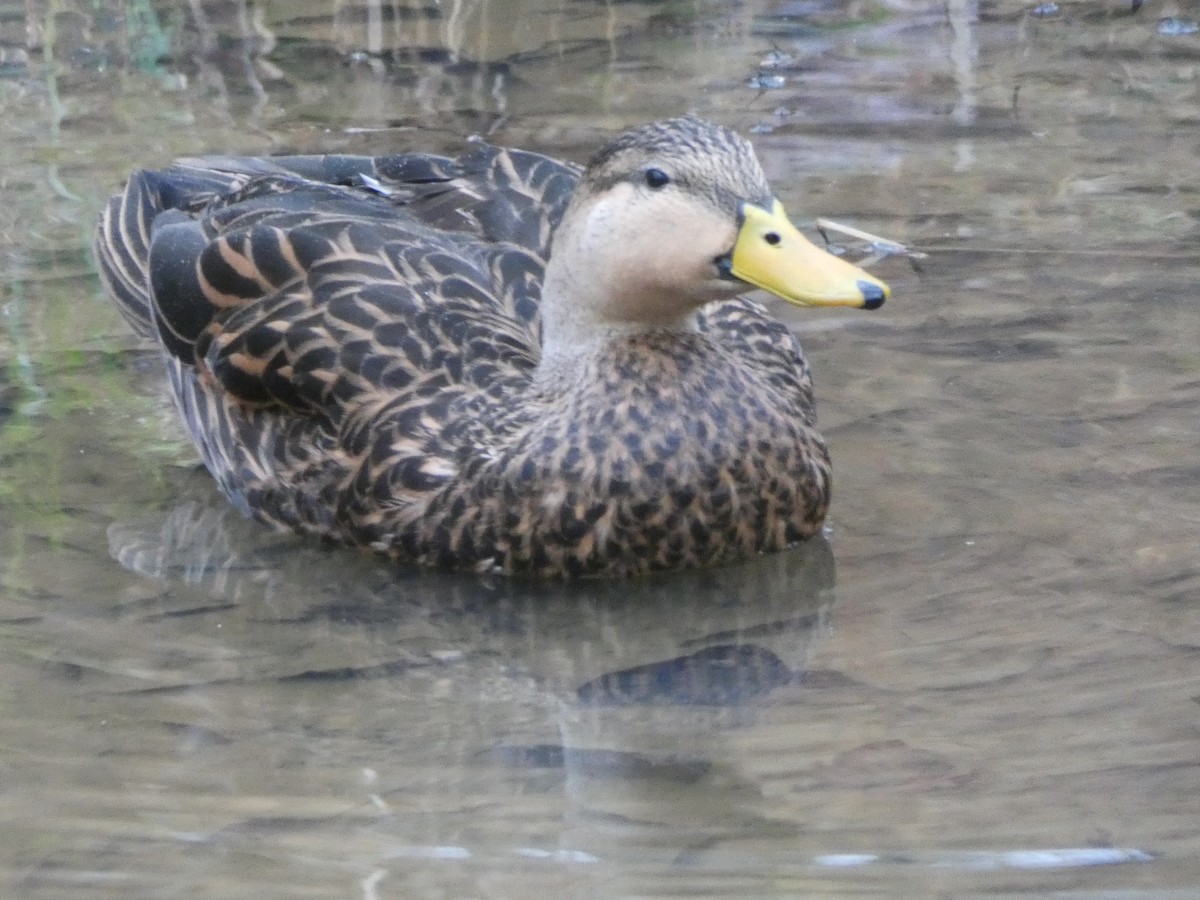 Mottled Duck - LT Gray