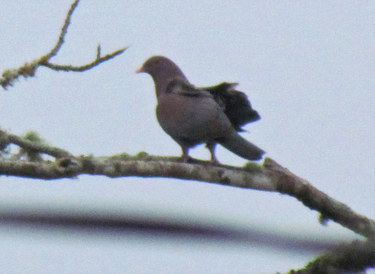 Red-billed Pigeon - ML401076911