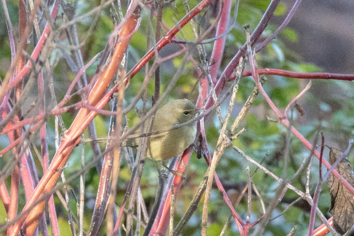 Orange-crowned Warbler - Kalpesh Krishna