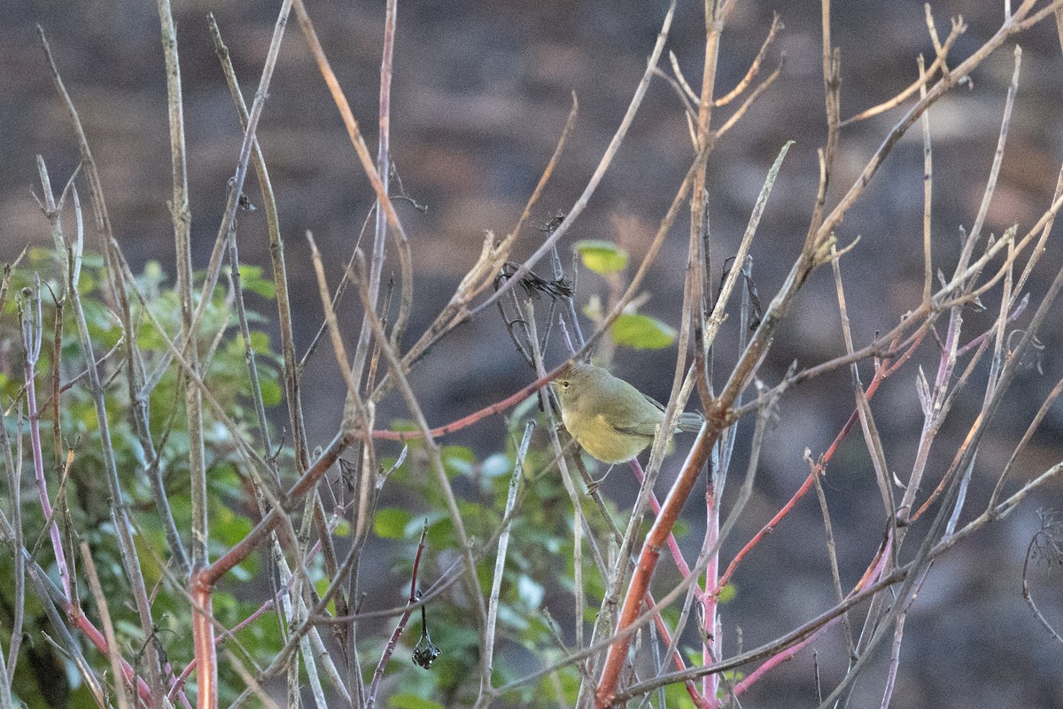 Orange-crowned Warbler - Kalpesh Krishna