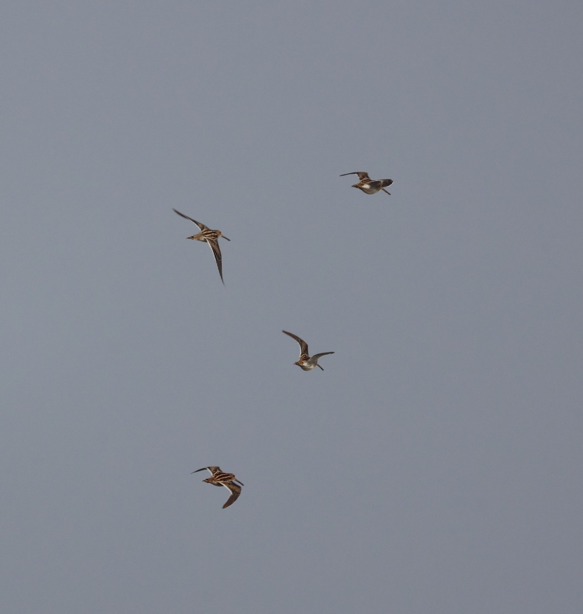 Common Snipe - James Conder