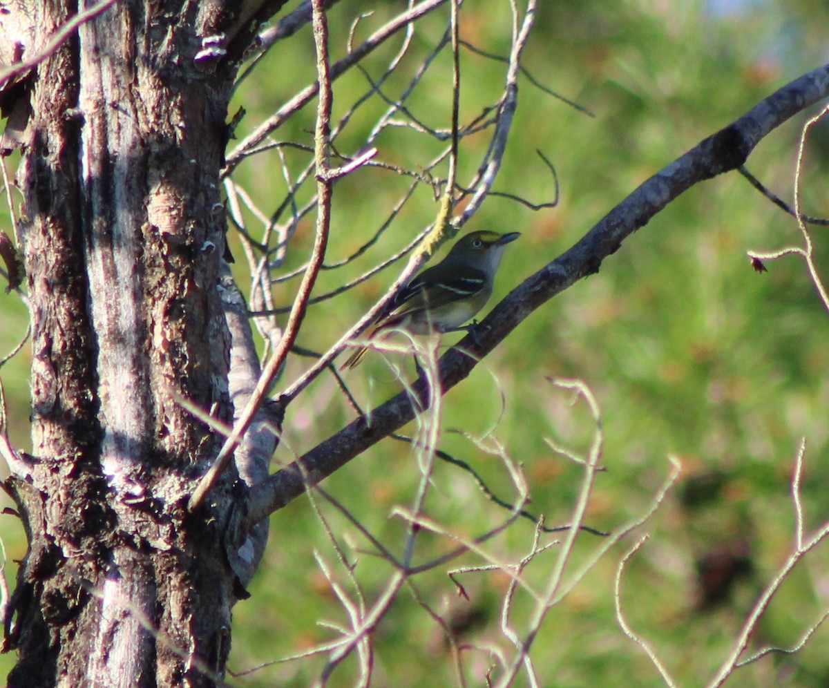 White-eyed Vireo - ML401079791