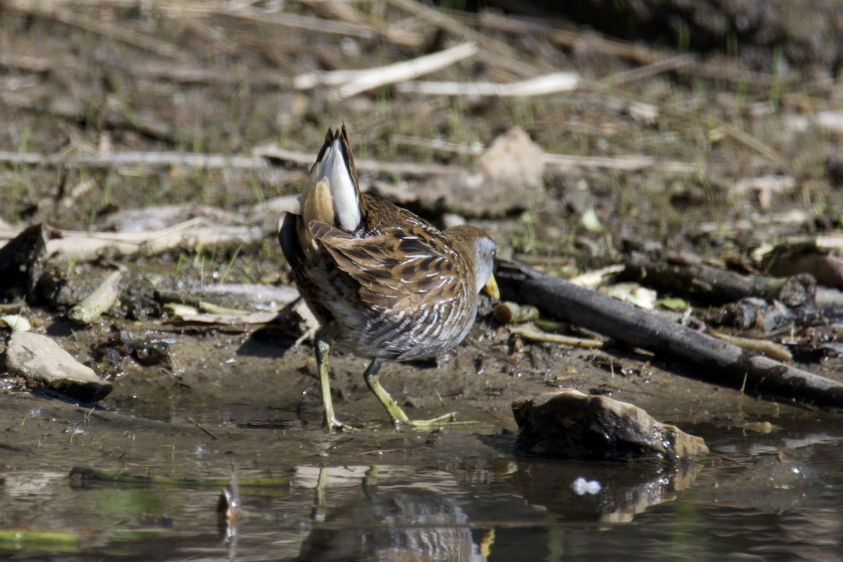 Polluela Sora - ML401080661