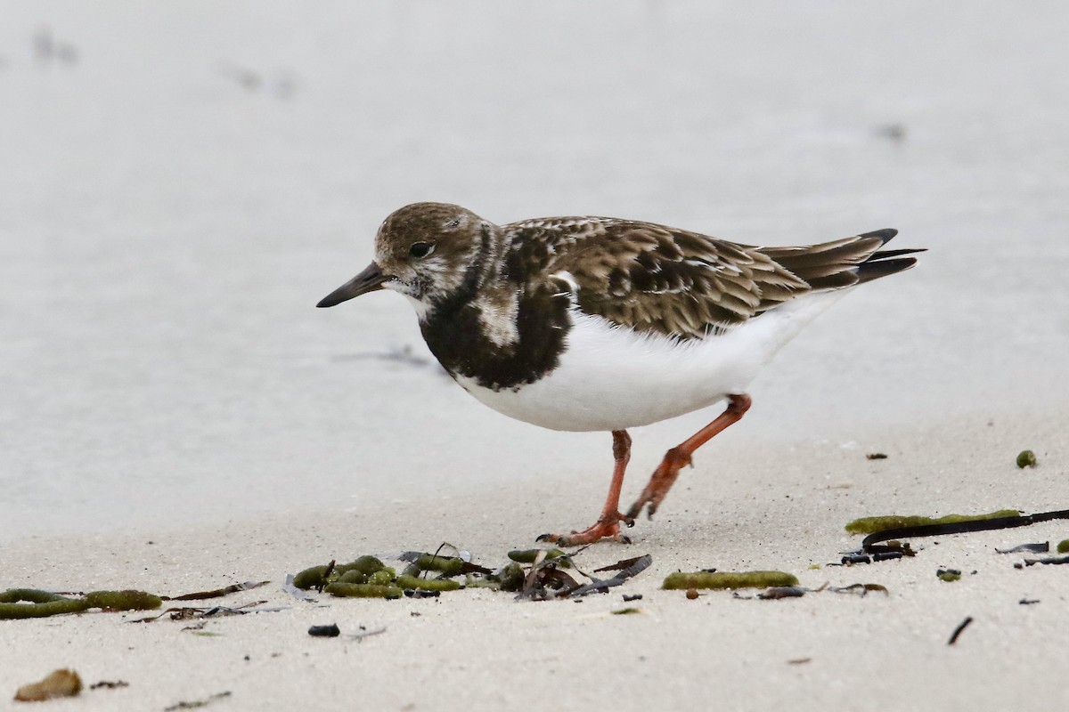 Ruddy Turnstone - Nancy Villone