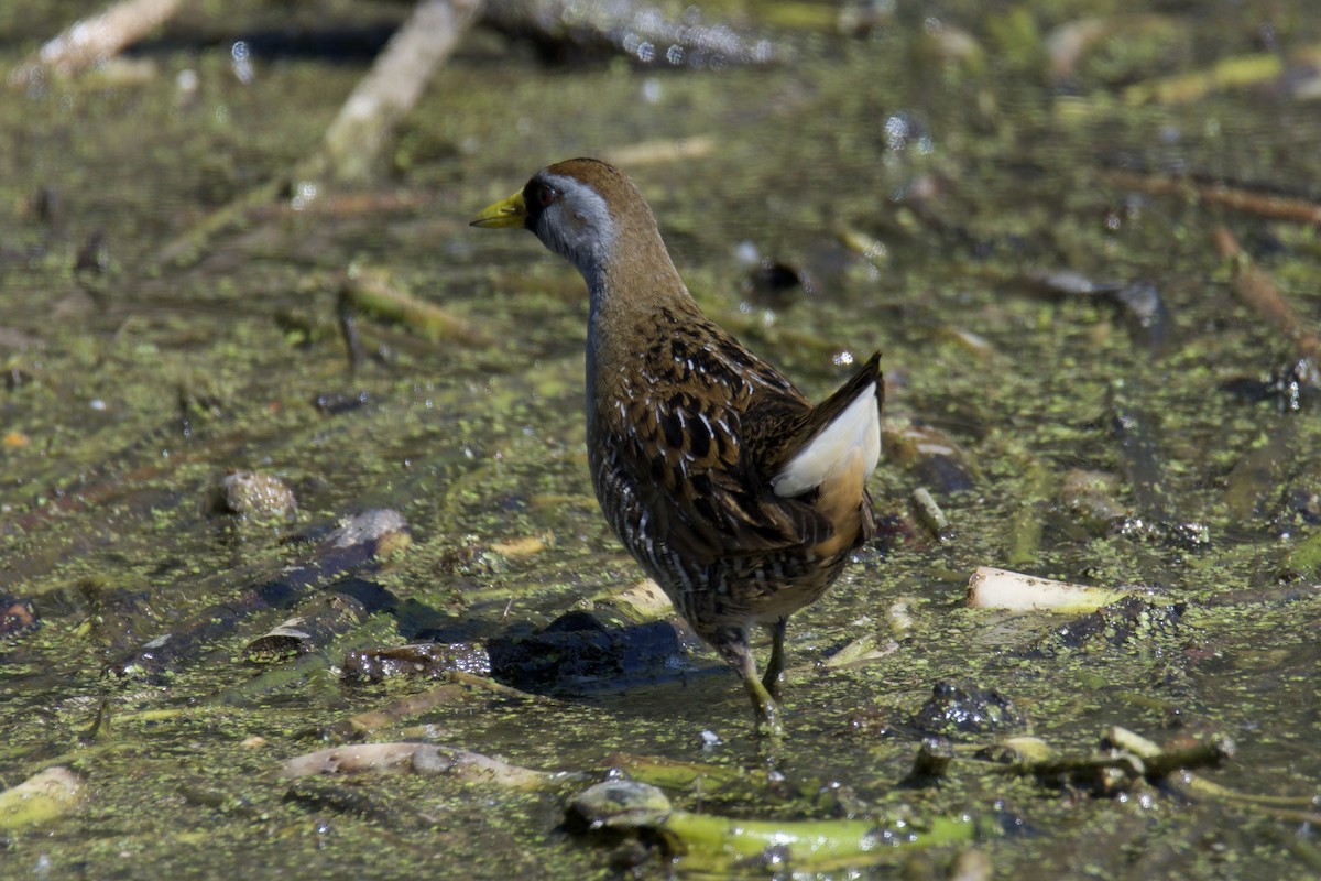 Polluela Sora - ML401081561