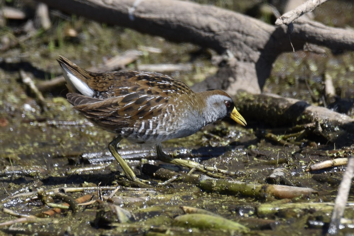 Polluela Sora - ML401081691