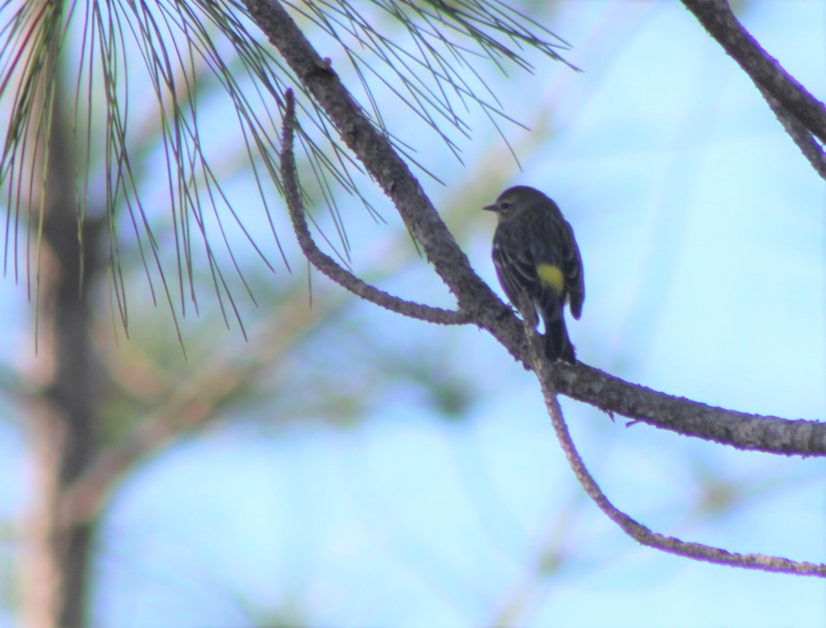 Yellow-rumped Warbler - ML401083641