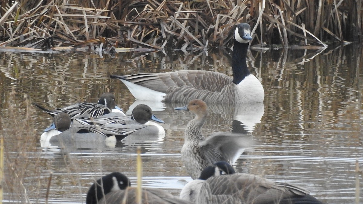 Northern Pintail - ML401084161